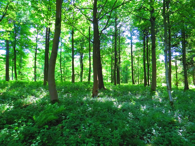 a green forest and forest floor