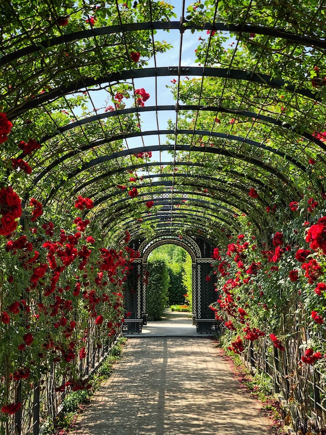 rose garden tunnel