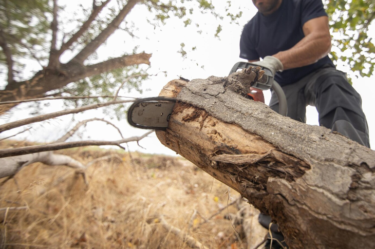 Eco-Friendly Tree Cutting: Sustainable Practices for Responsible Care