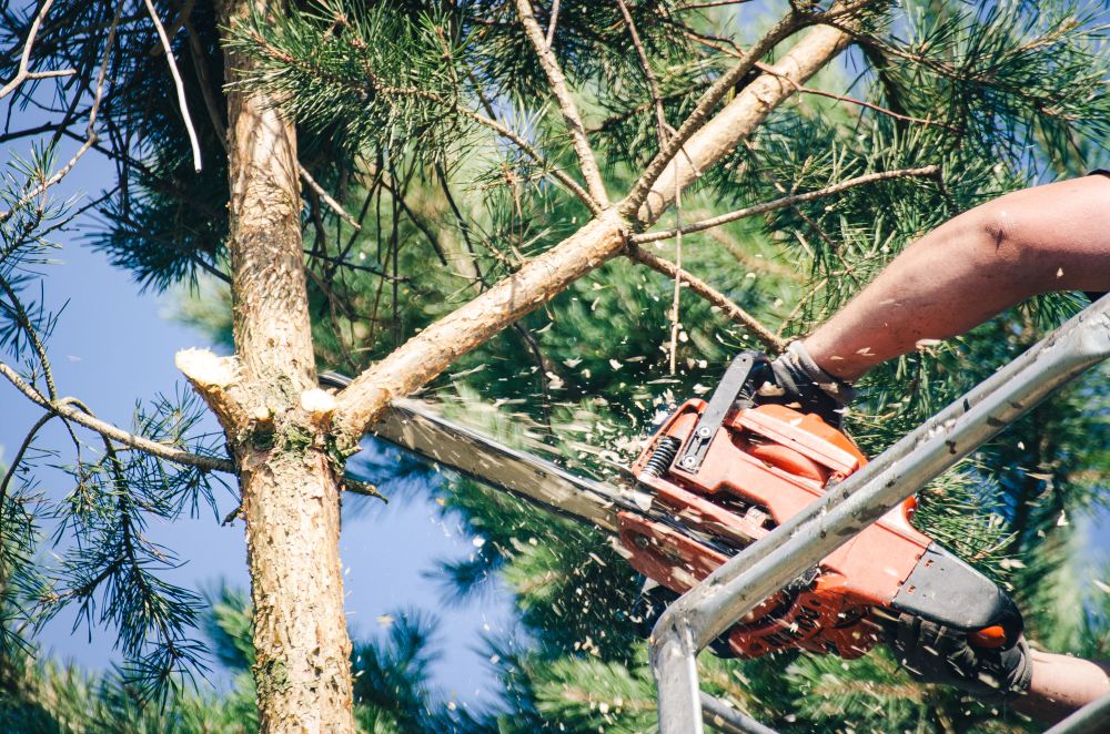 Tree Cutting: When It’s Necessary and Key Safety Considerations
